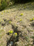 Chemin des Adonis